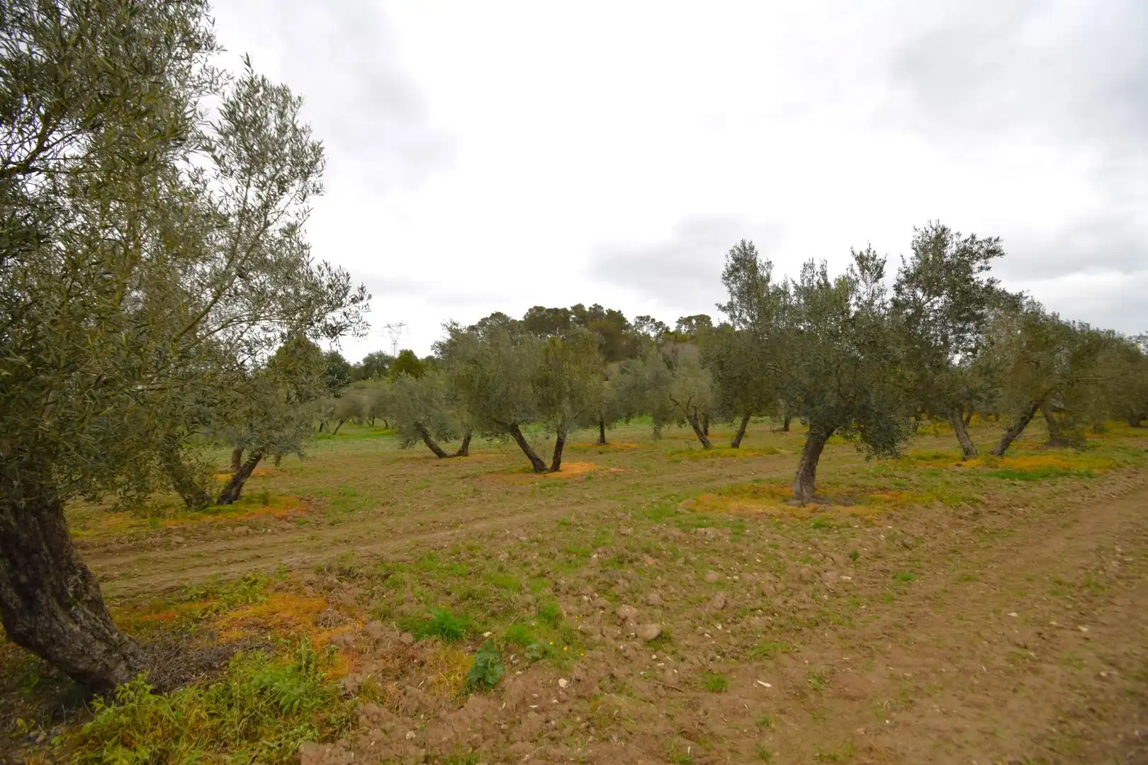 Rural land for sale in Llubí, imagen 13