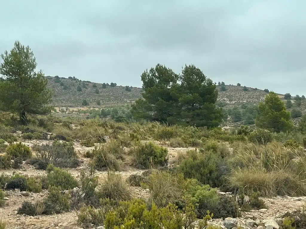 Grundstücke zum Verkauf in Peñas de San Pedro