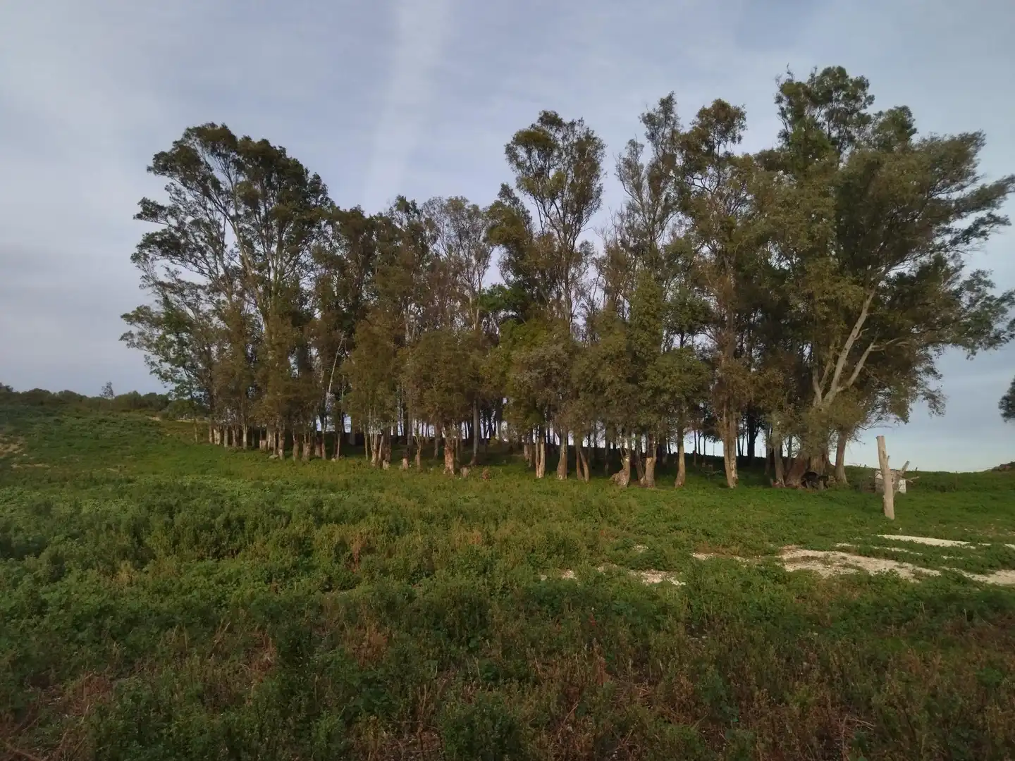 Terreni e lotti in vendita a Medina Sidonia, imagen 26