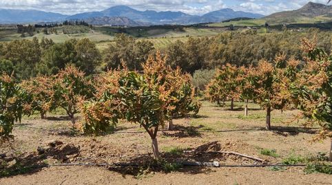 Foto 5 de Terreno en venta en Camino 29569, Cártama, Málaga