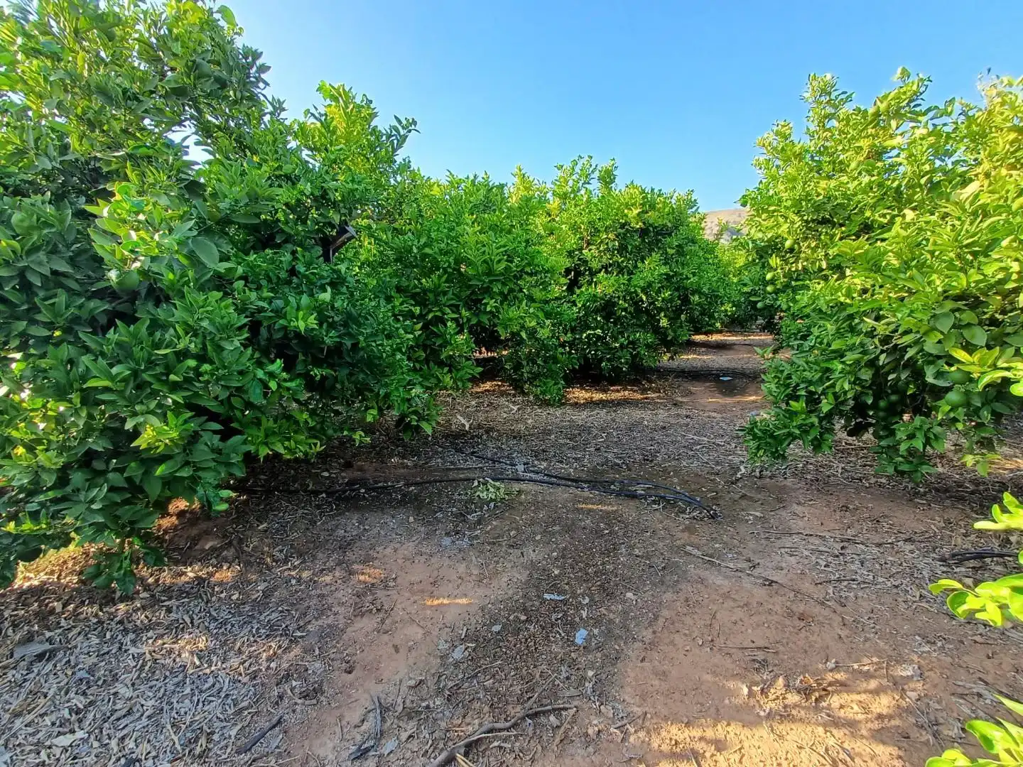 Rural land for sale in PARTIDA SERRA PERENCHISA, imagen 4