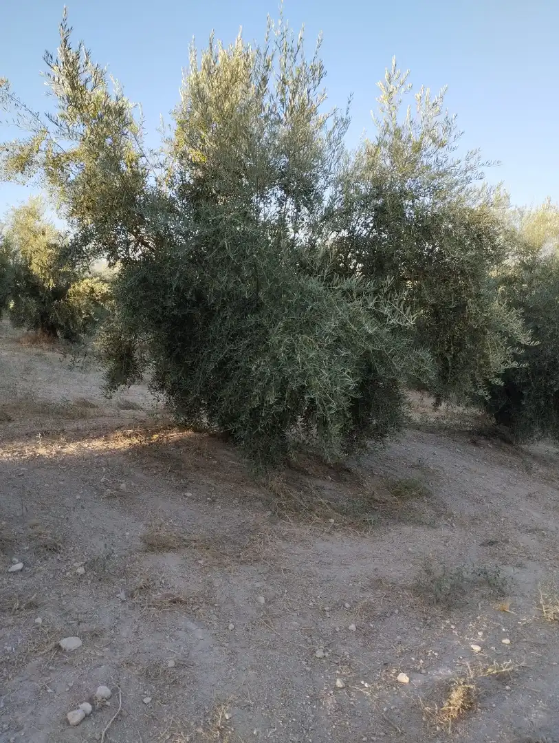 Jardí de Terreny en venda en Cabra