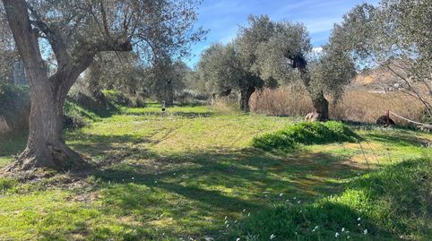 Preciosa finca rústica en Maella con olivos centenarios, agua y caseta, immagine 3