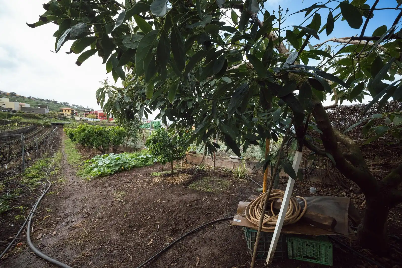 Jardín de Finca rústica en venta en El Sauzal