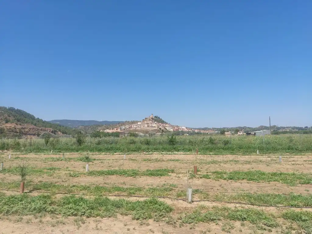 Rural land for sale in Ascó, imagen 9