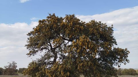 Foto 4 de Terreny en venda a La Roca de la Sierra , Badajoz