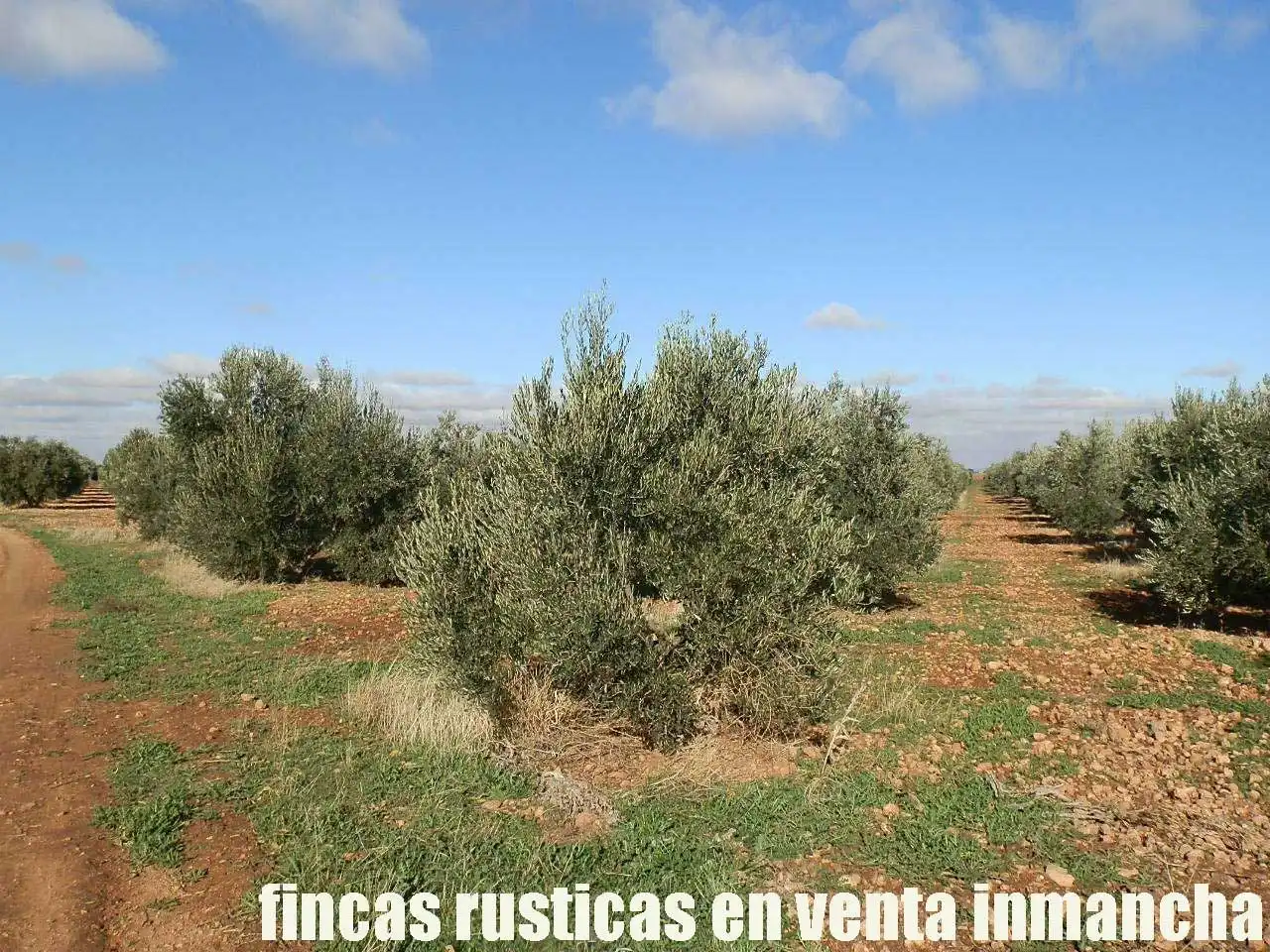 Terreno rústico en venta en Tomelloso, imagen 13