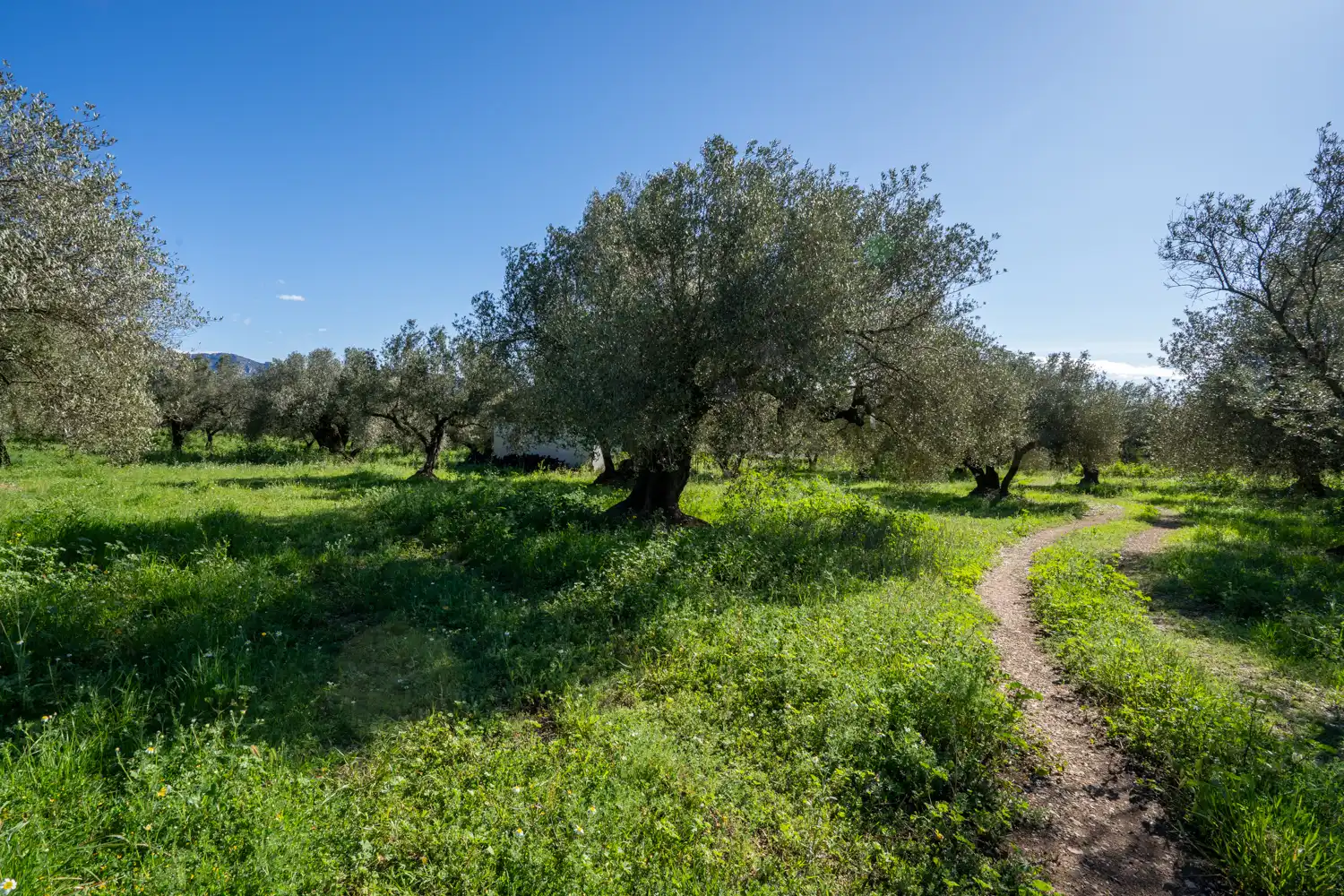 Terreno en venta en Rossell, Castellón