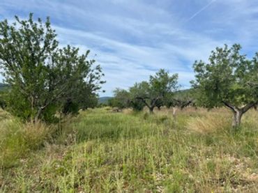 Terreno rustico in vendita a Ribera de Cabanes
