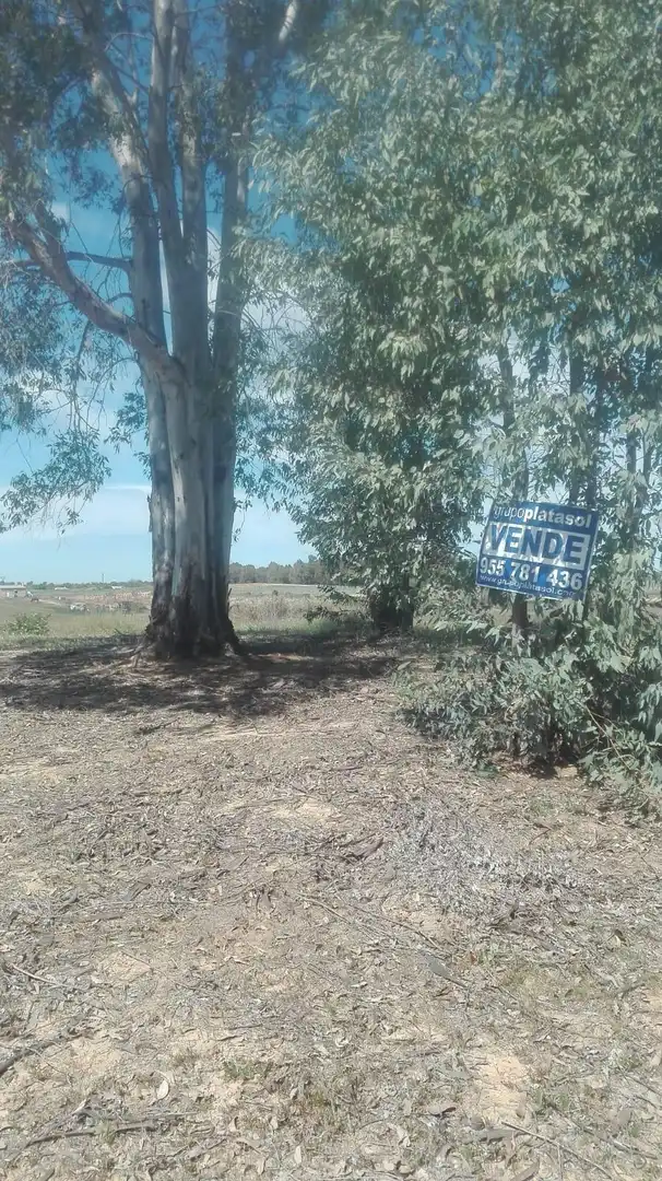 Finca rústica en venta en La Palma del Condado