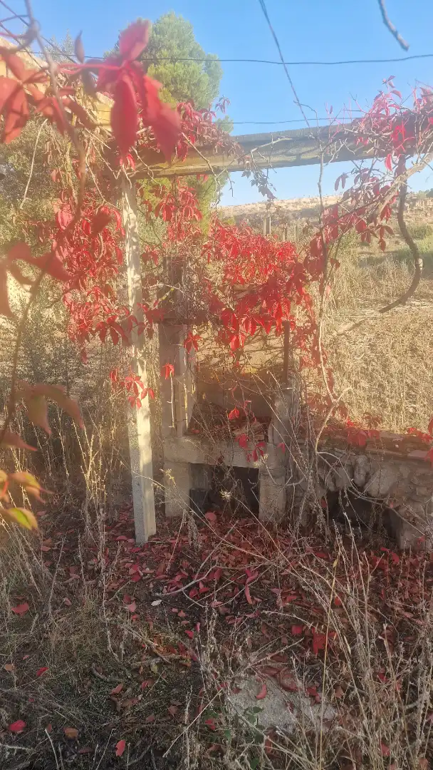 Rural land for sale in Arbeca, imagen 11