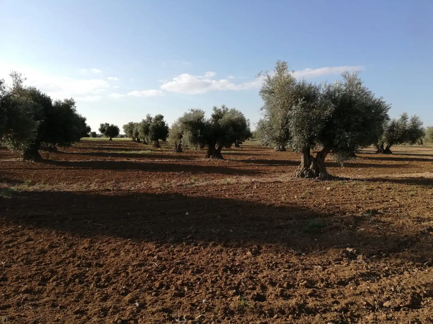 Rural land for sale in Almonacid de Toledo, imagen 3