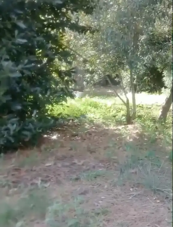 Maison rustique à vendre à Partida les Foyes, imagen 12
