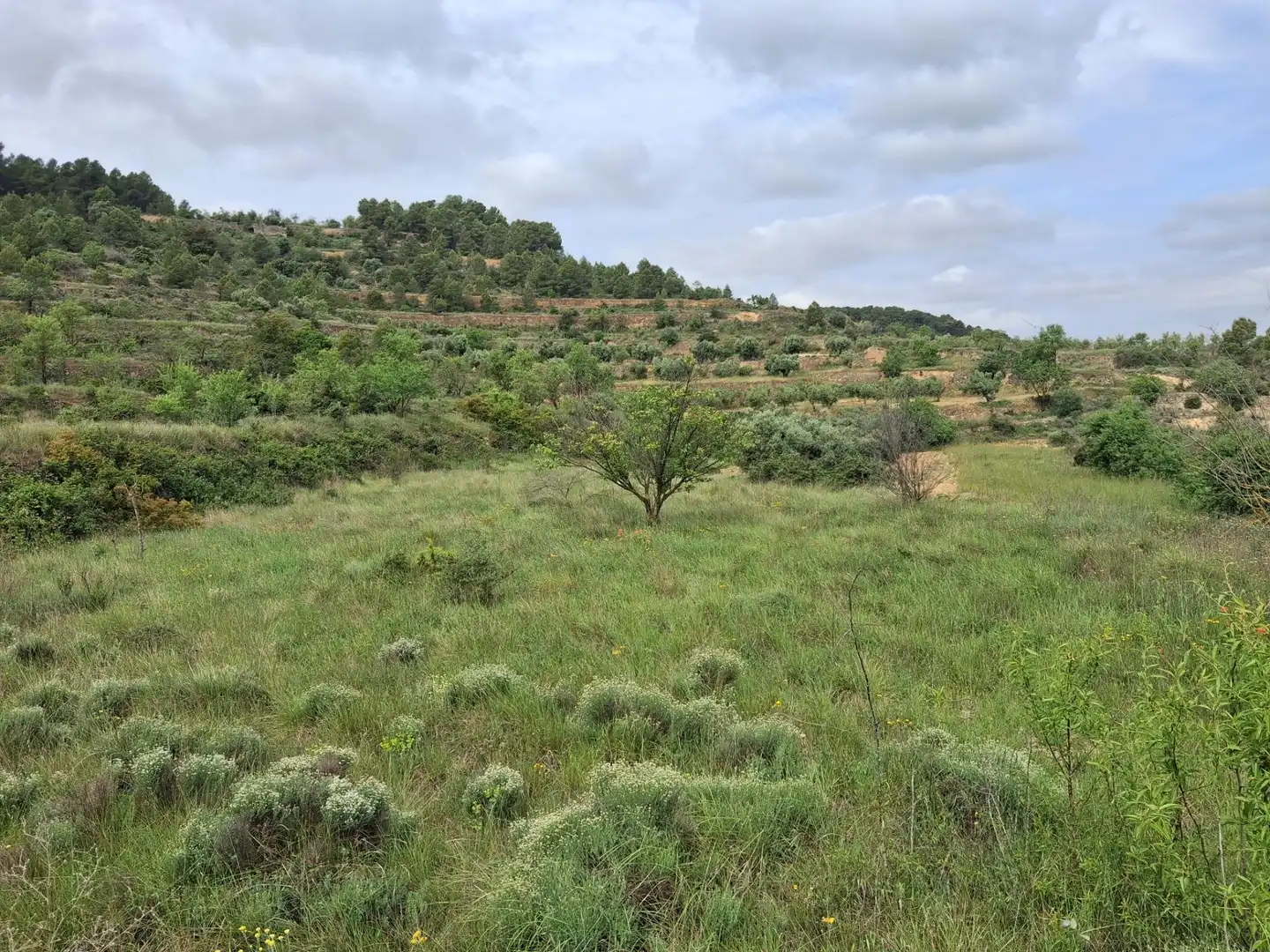 Rural land for sale in Gandesa, imagen 39