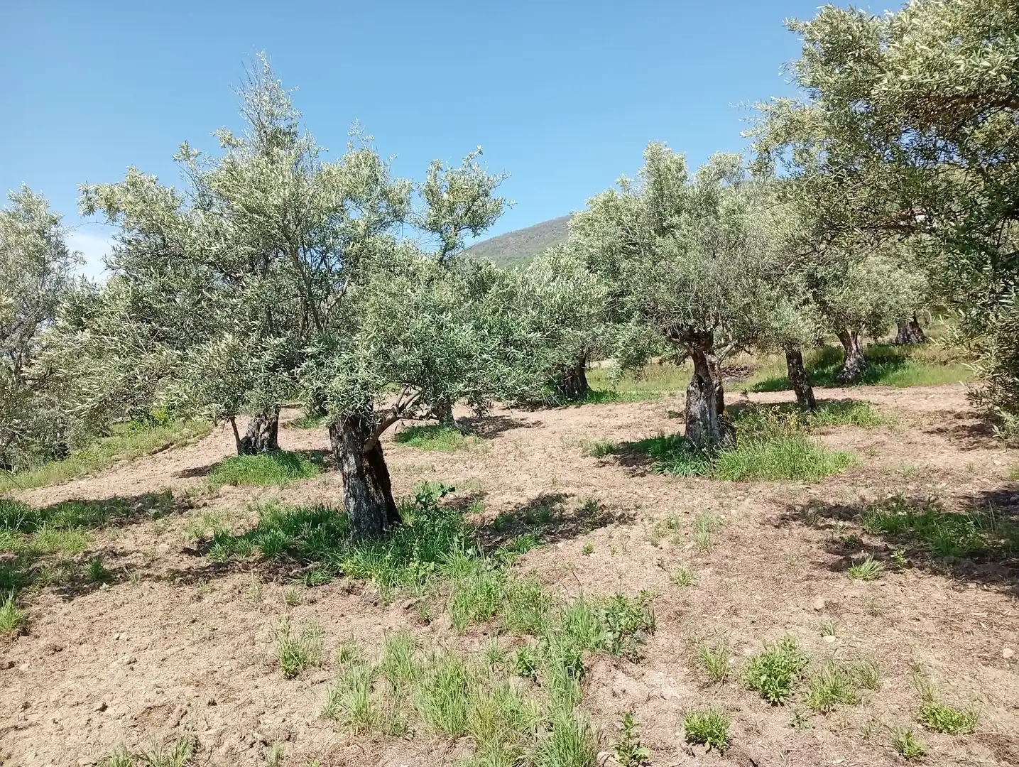 Terreni e lotti in vendita a Villanueva de la Vera, imagen 45