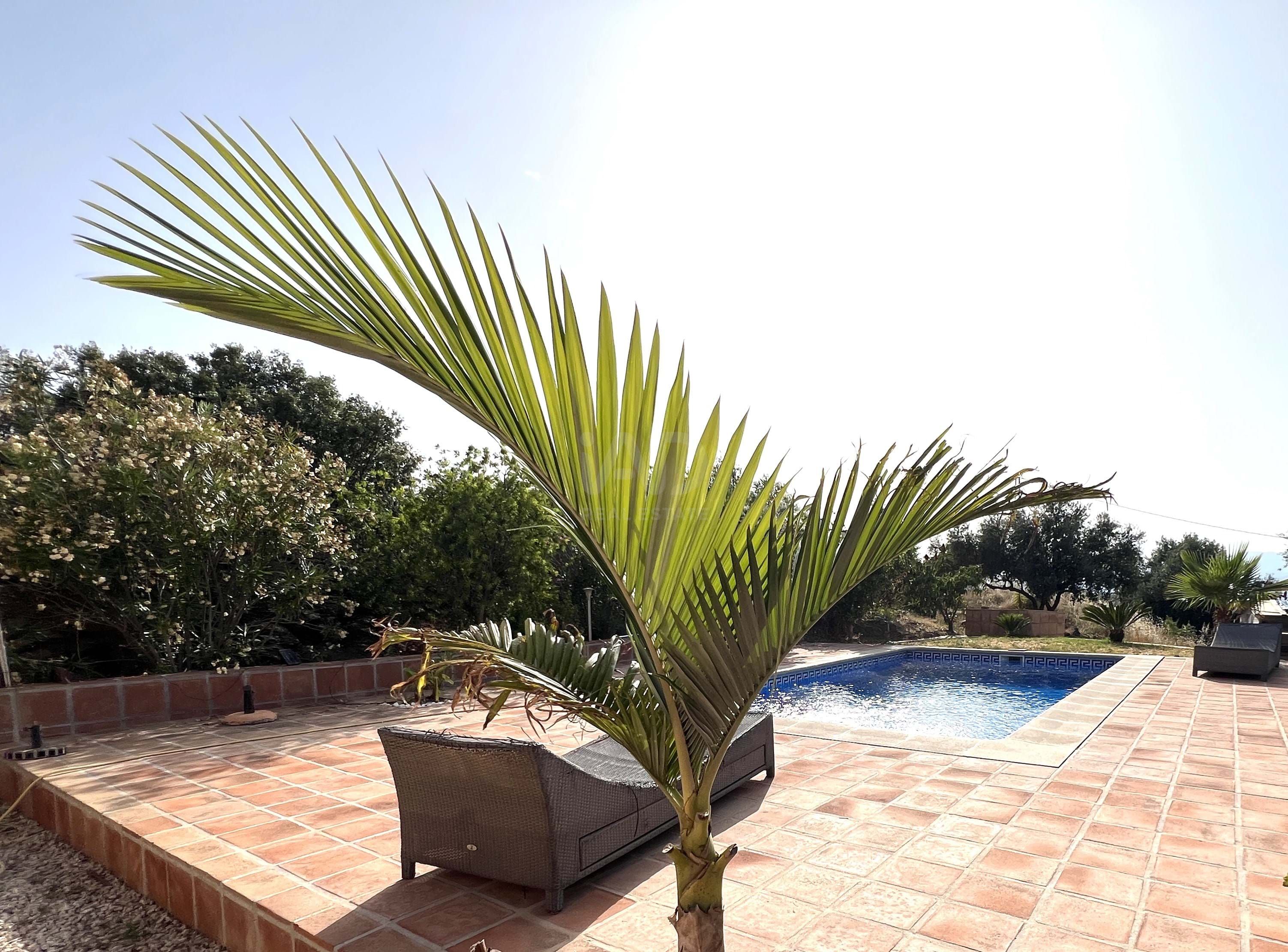 Terrassa de Casa o xalet en venda en Canillas de Aceituno