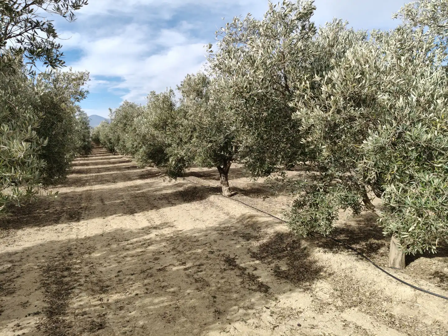 Terreno rustico in vendita a Caniles, imagen 3