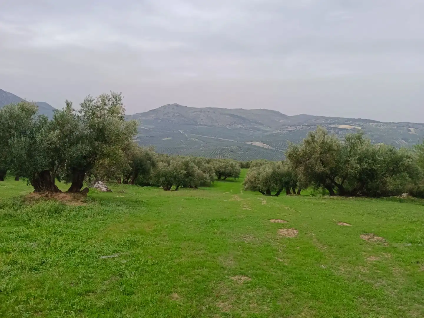 Terreno en venta en Zuheros