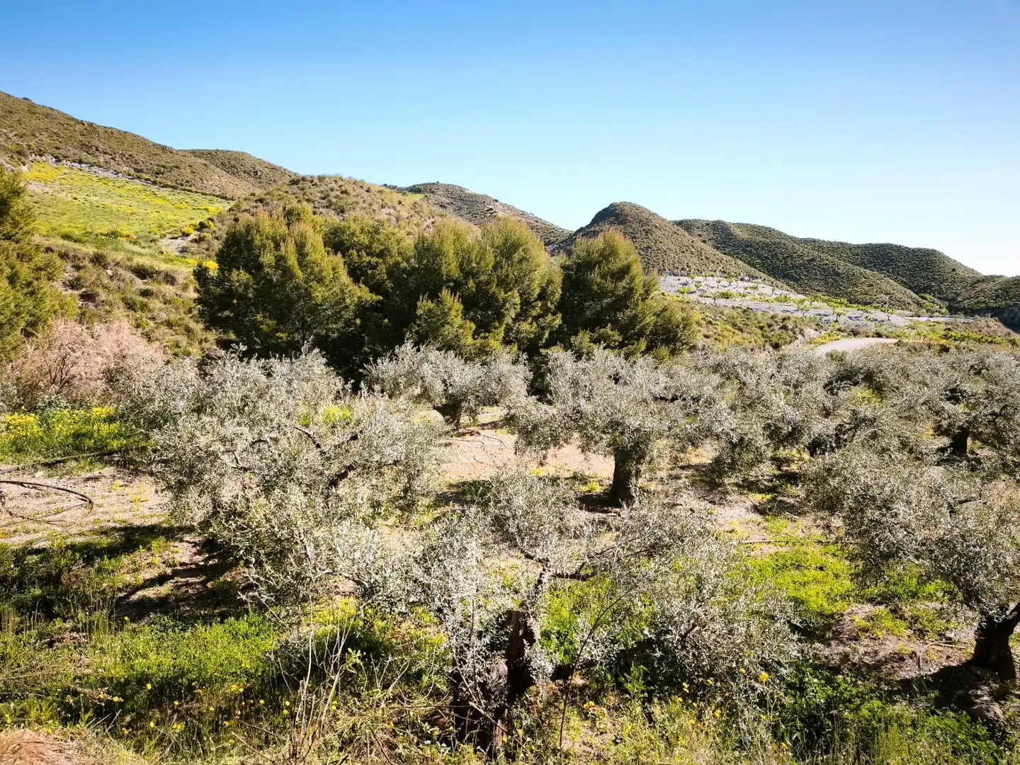 Terrains et parcelles à vendre à MORATA, imagen 37