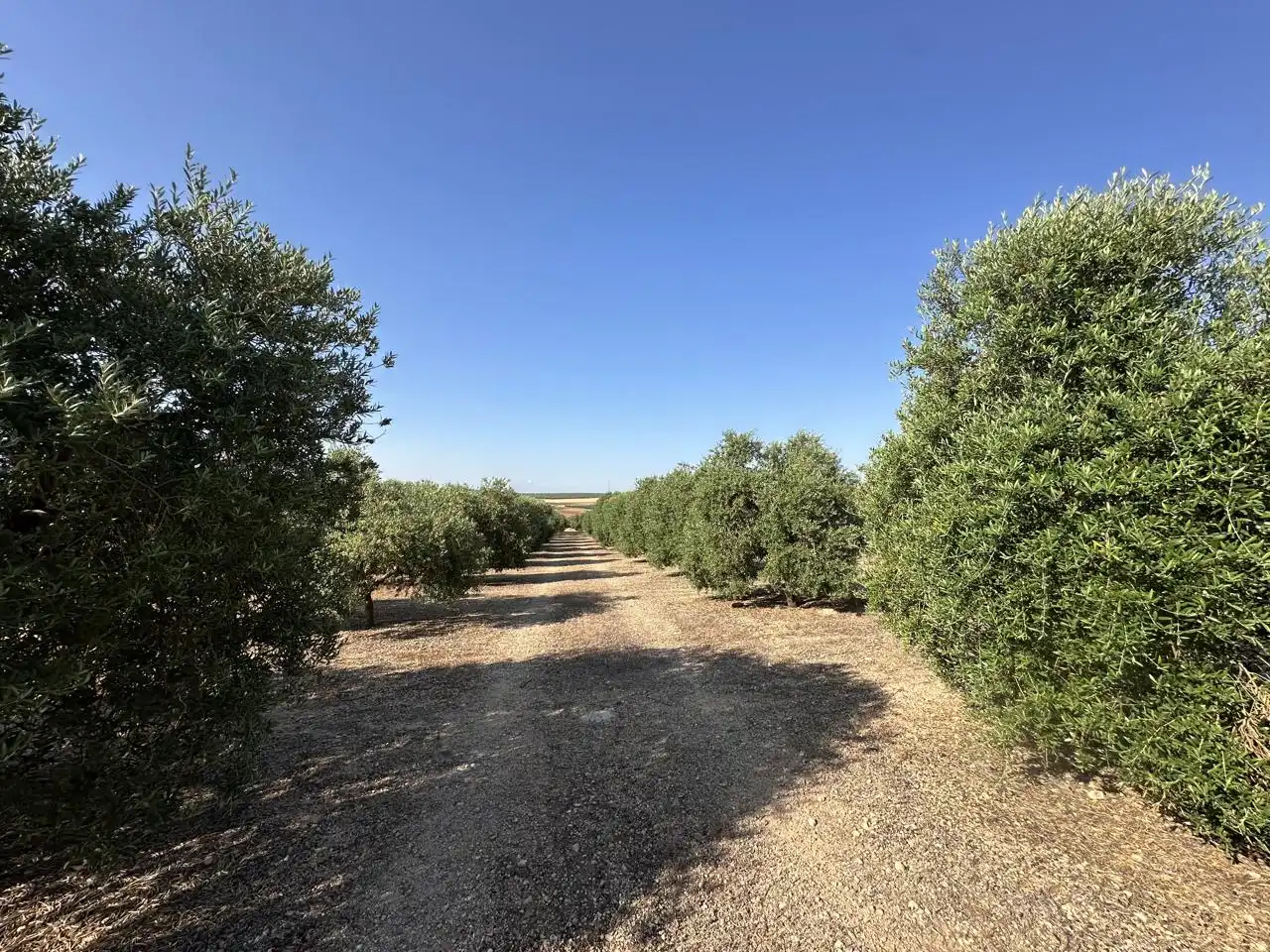 Terrenys i solars en venda a Fuente de Piedra, imagen 13