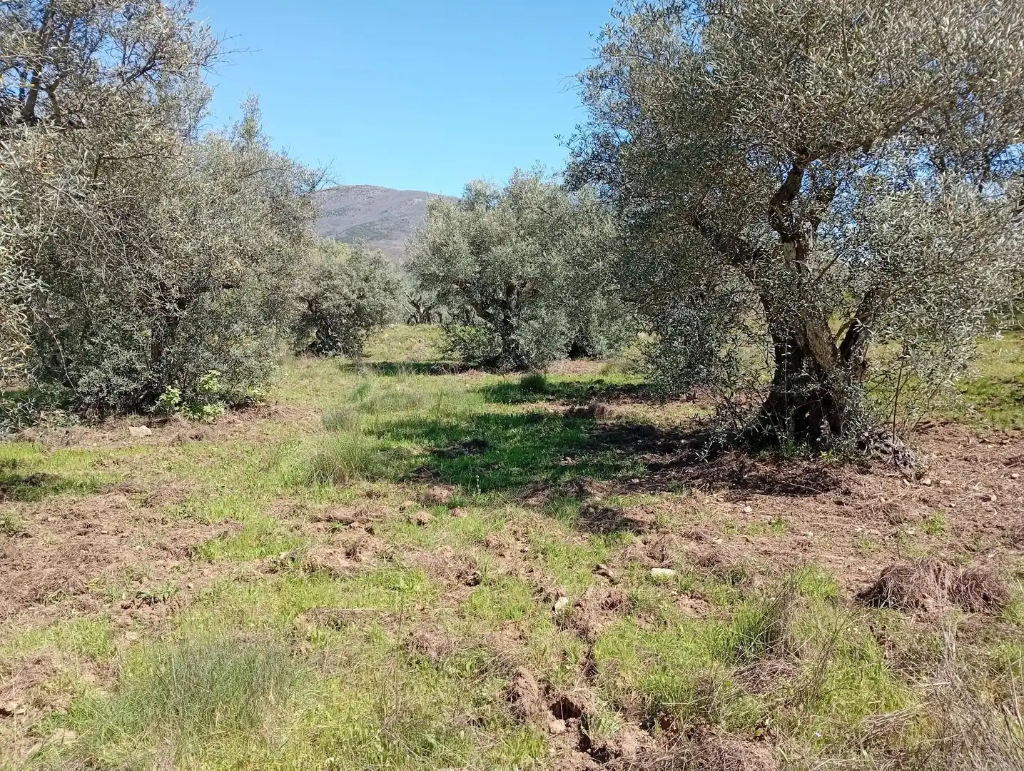 Terreni e lotti in vendita a Valverde de la Vera, imagen 6