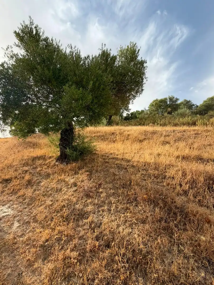 Rural land for sale in Morón de la Frontera, imagen 22