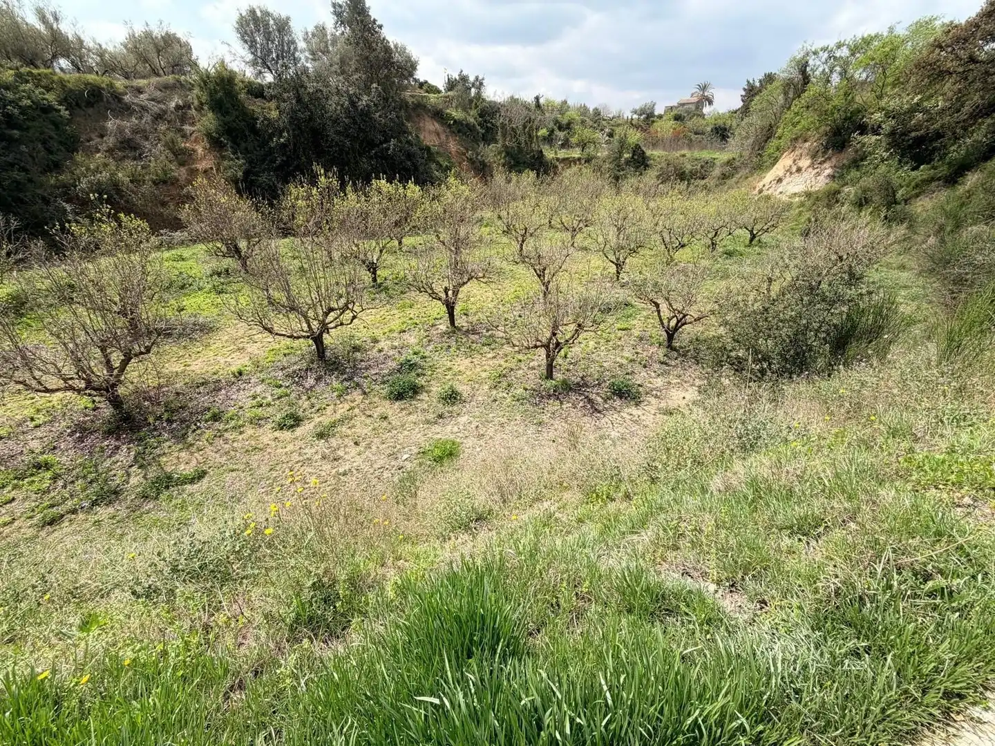 Rural land for sale in Benissoda