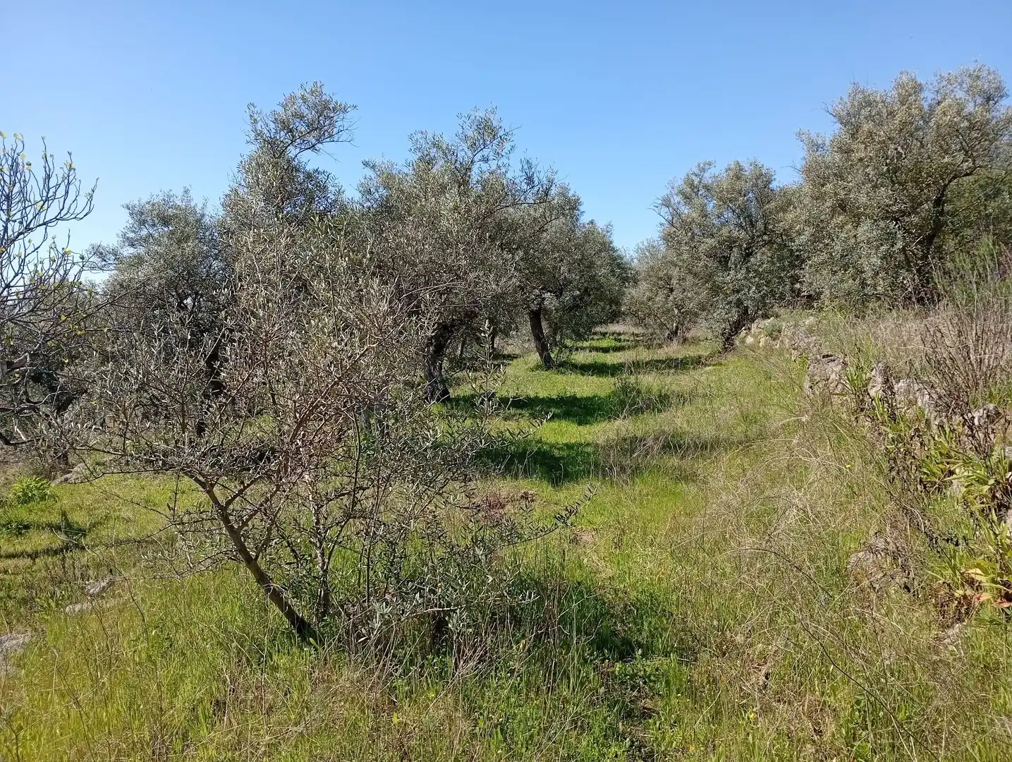 Terreni e lotti in vendita a Valverde de la Vera, imagen 24