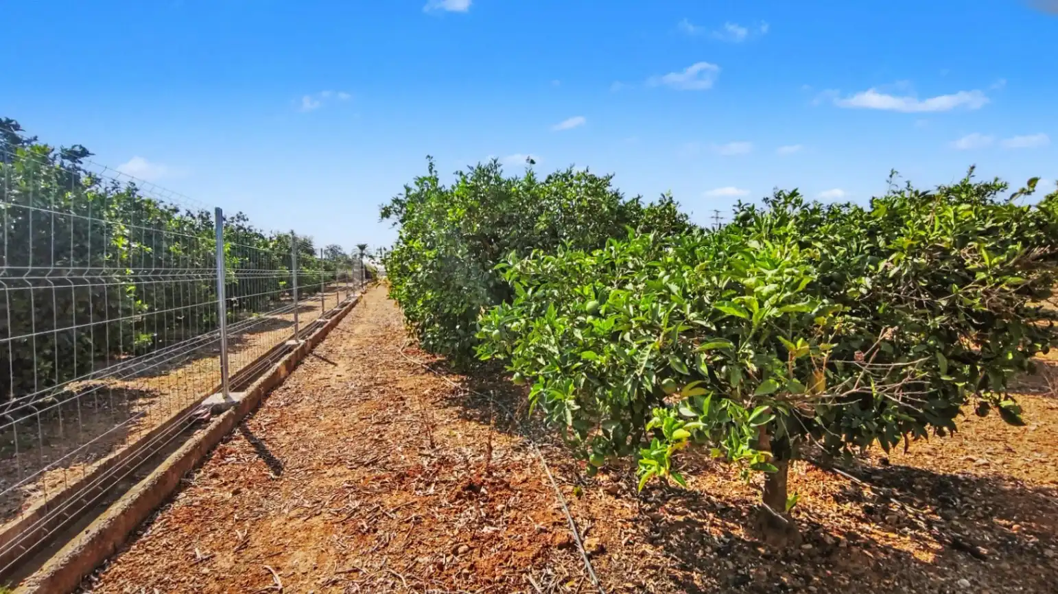 Lands and plots for sale in Ondara, imagen 3