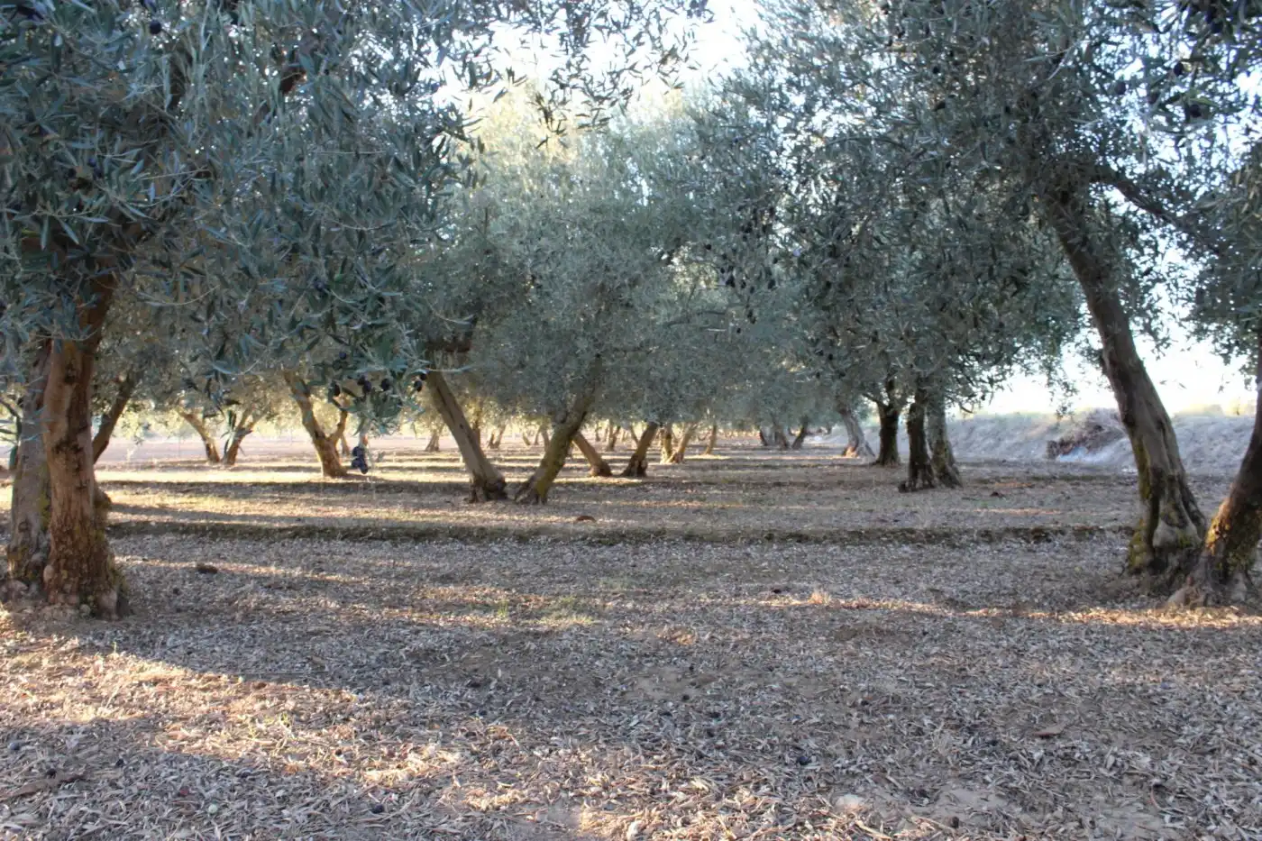 Garden of Country homes for sale in Villa de Otura, Granada
