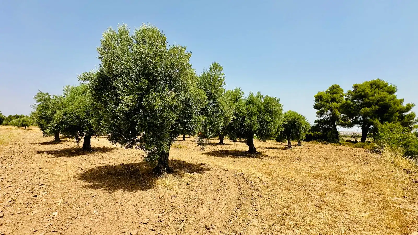 Terreni e lotti in vendita a Cretas, imagen 11