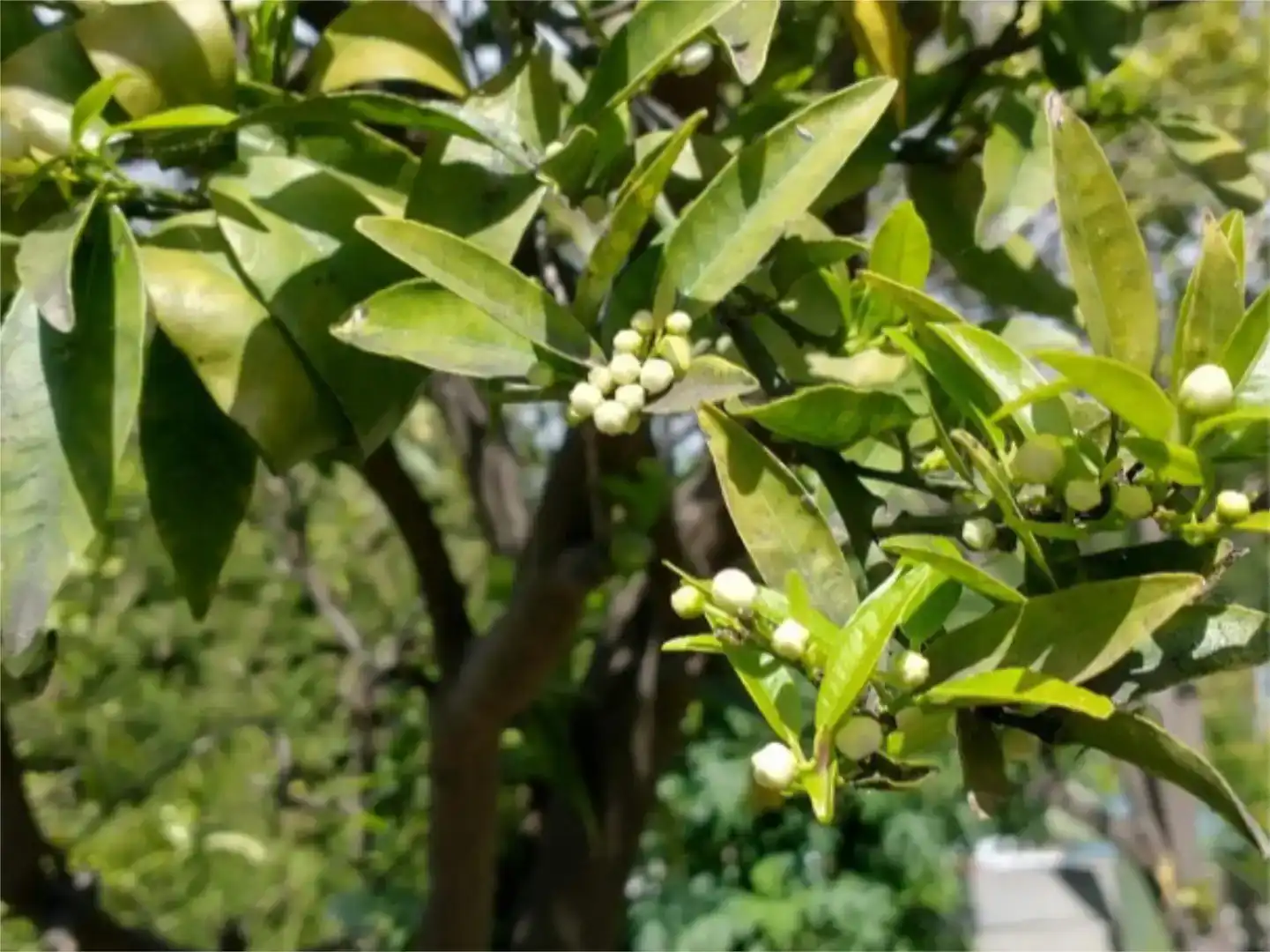 Jardí de Casa o xalet en venda en Marbella amb Aire condicionat, Piscina i Balcó