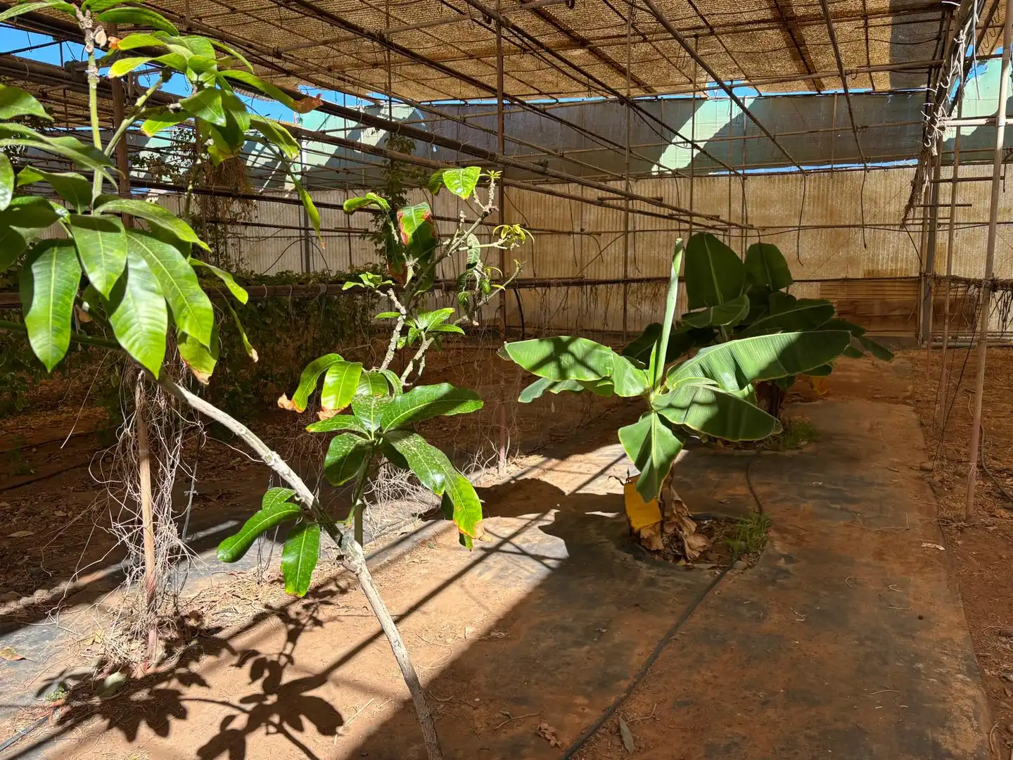 Jardí de Finca rústica en venda en Agüimes amb Jardí privat i Terrassa