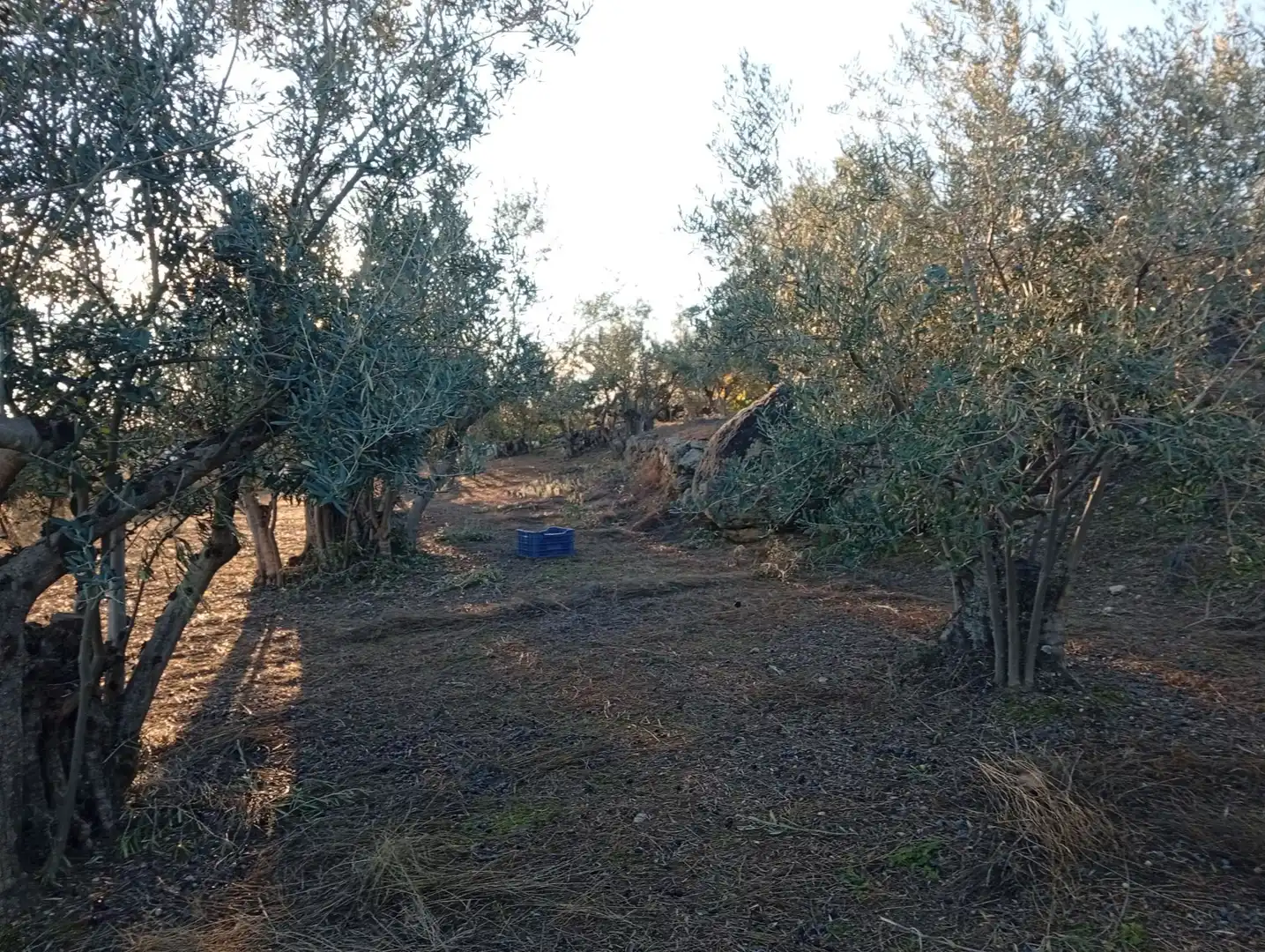 Terreni e lotti in vendita a Villanueva de la Vera, imagen 39
