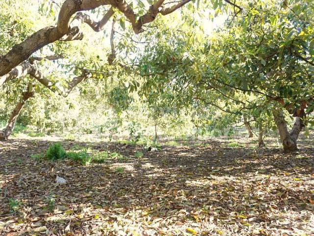 Terreno en Venta en Barrio Zubia La en Cútar