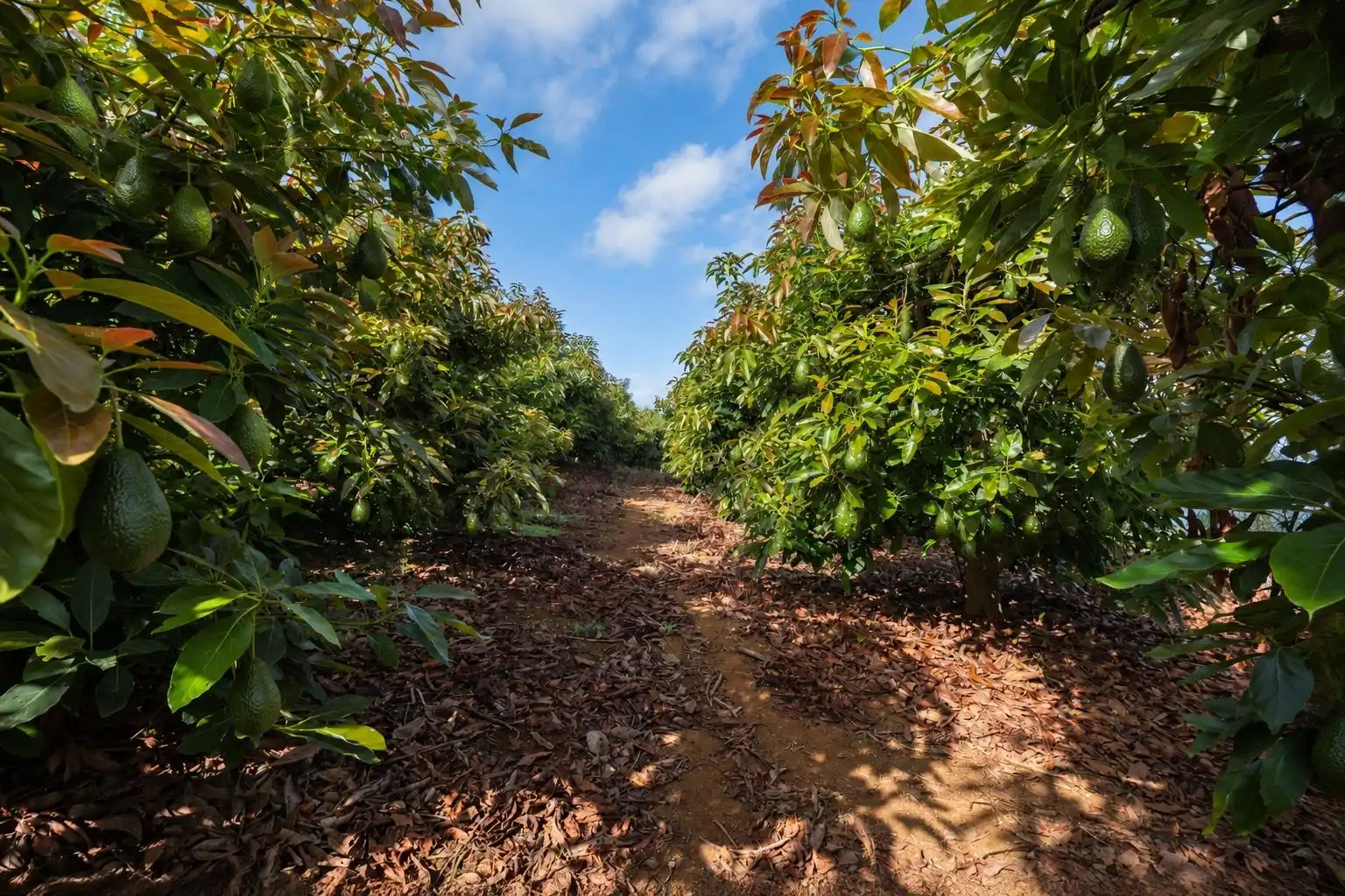 Maison rustique avec jardin à vendre à La Perdoma - San Antonio - Benijos, imagen 12