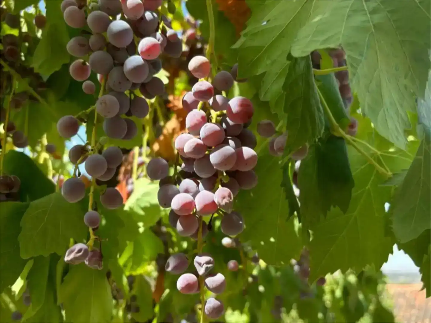 Jardí de Finca rústica en venda en Madroñera amb Jardí privat, Piscina i Moblat