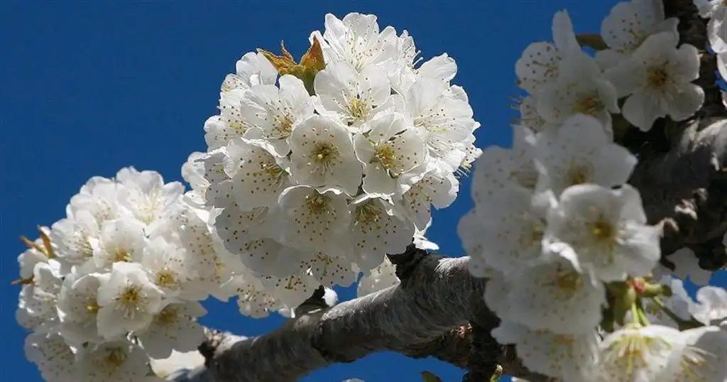 Jardí de Casa o xalet en venda en Navaconcejo amb Aire condicionat, Calefacció i Forn