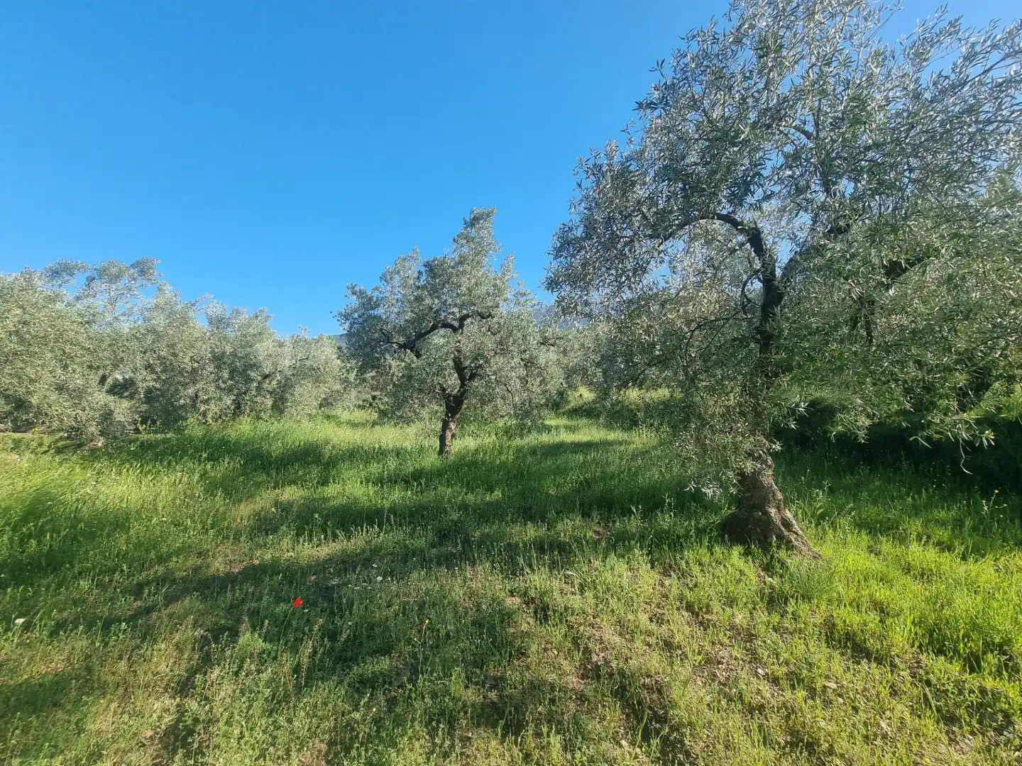 Terreno en venta en Abrucena