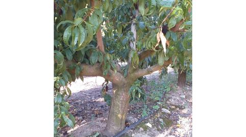 FINCA RUSTICA EN VENTA, immagine 3