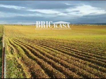 Terreny rústic en venda a Villafranca de los Barros