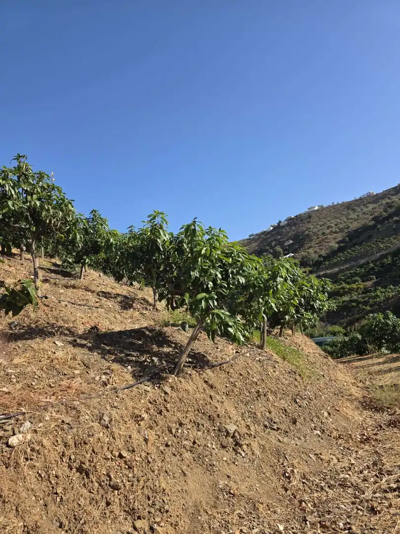 Vista exterior de Finca rústica en venta en Benamocarra con Terraza y Piscina