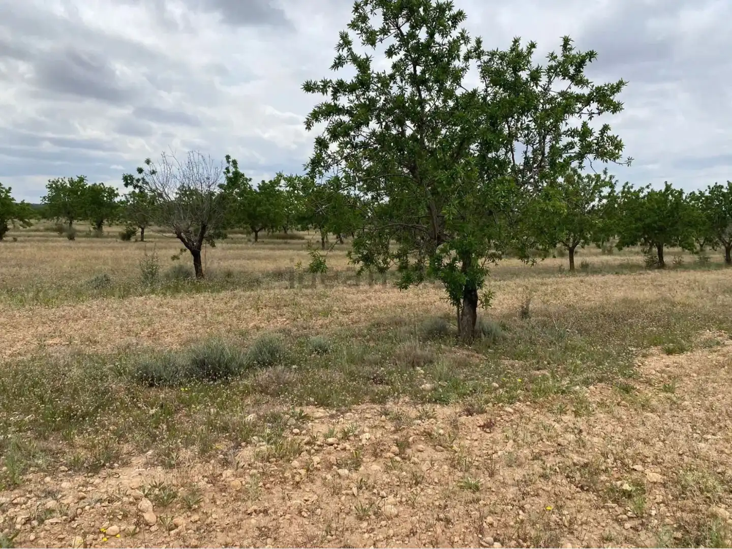 Terrain rustique à vendre à Carrer dels Teixidors, imagen 4