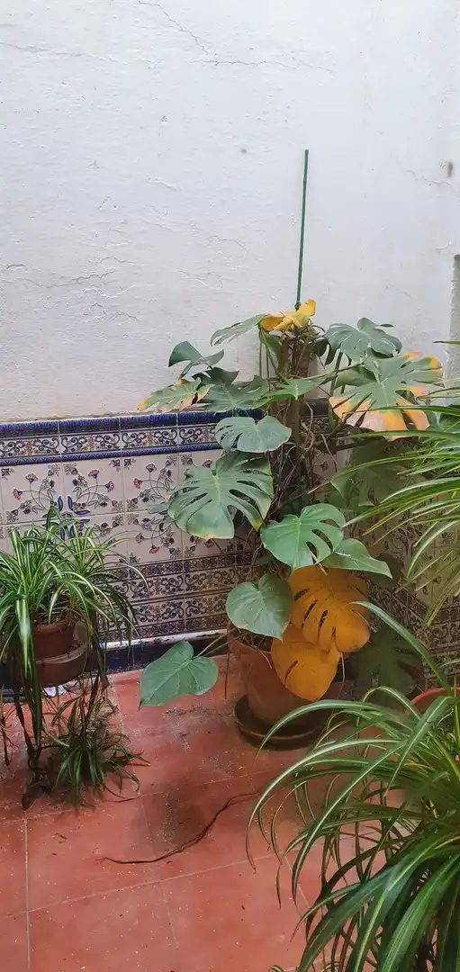 Garten von Wohnung zum Verkauf in Cáceres mit Heizung, Privatgarten und Schwimmbad