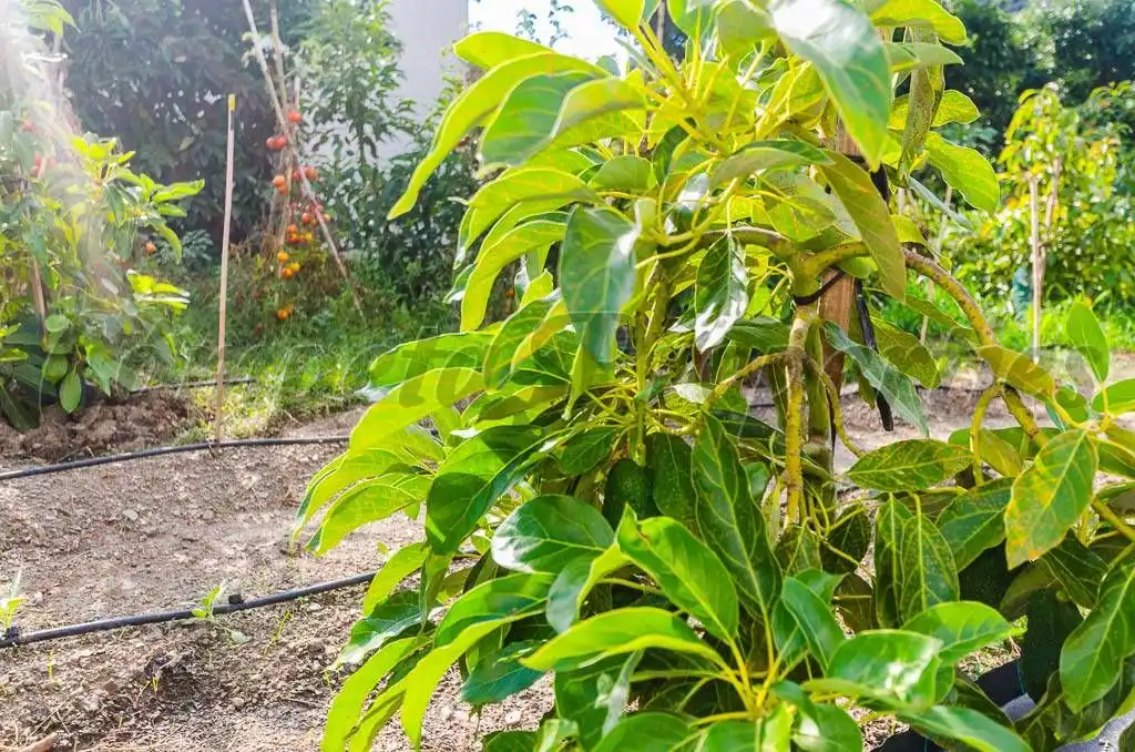 Terreno rústico en venta en Canillas de Aceituno, imagen 3