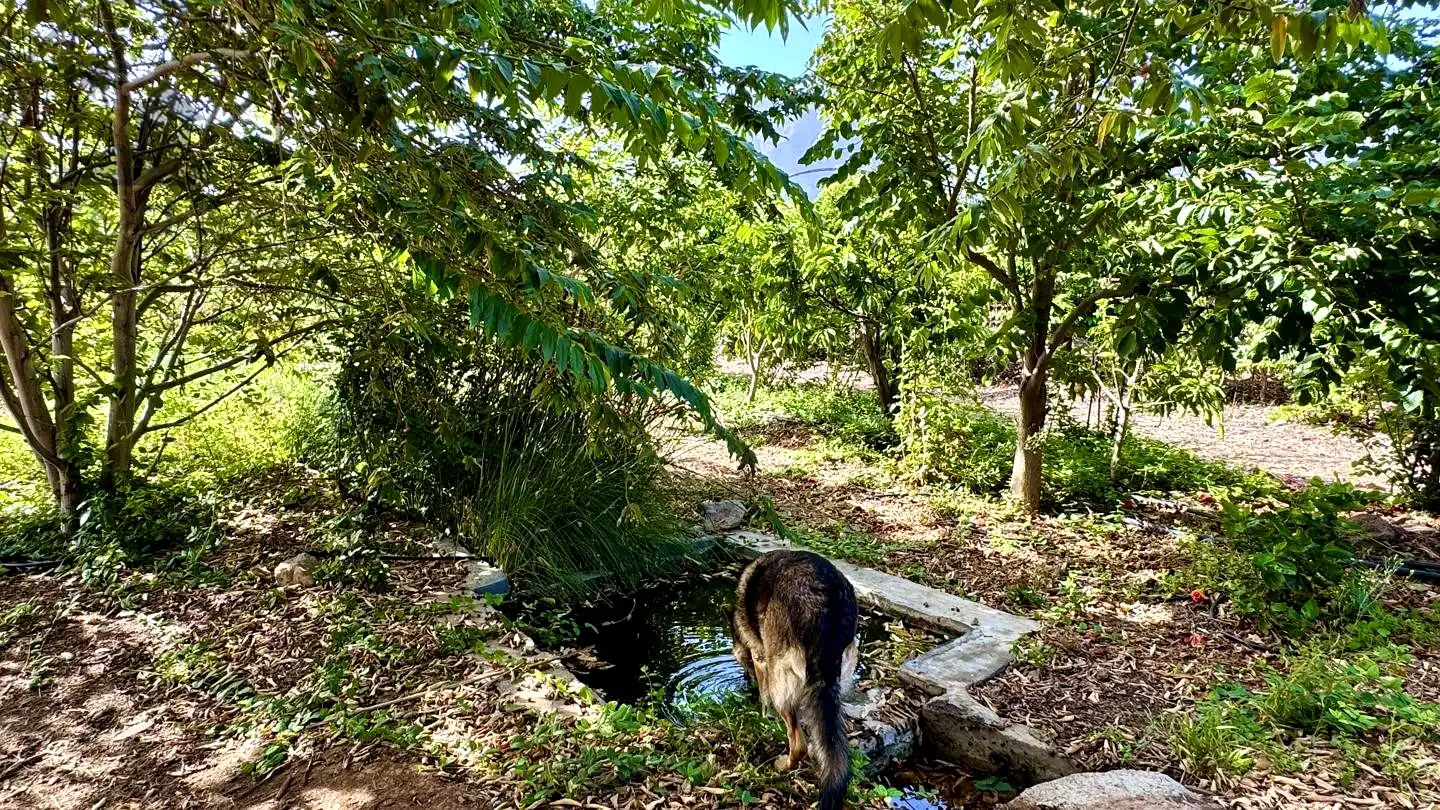 Jardí de Finca rústica en venda en Buenavista del Norte amb Jardí privat i Terrassa