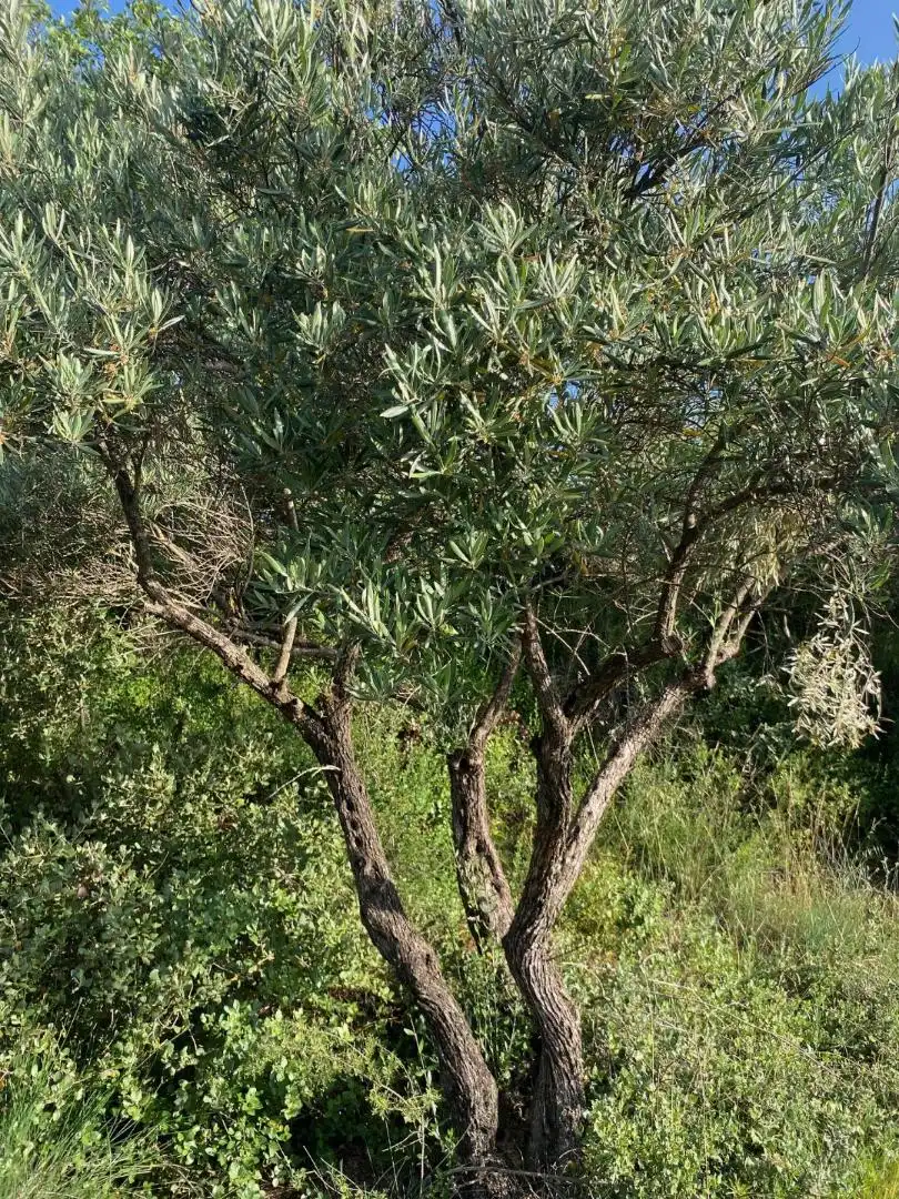 Garten von Grundstücke zur Miete in Loranca de Tajuña