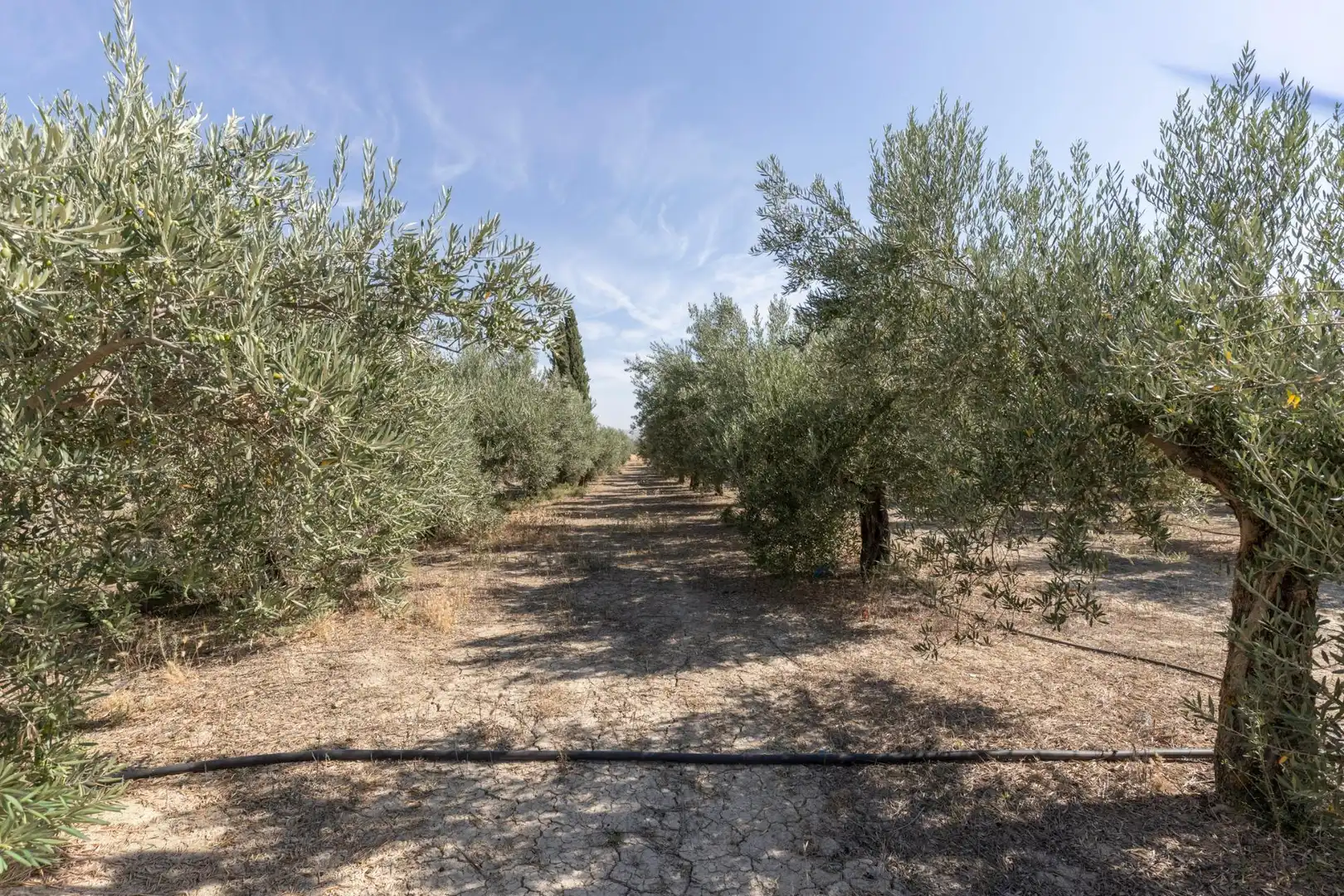 Lands and plots for sale in DISEMINADOS 0, imagen 3