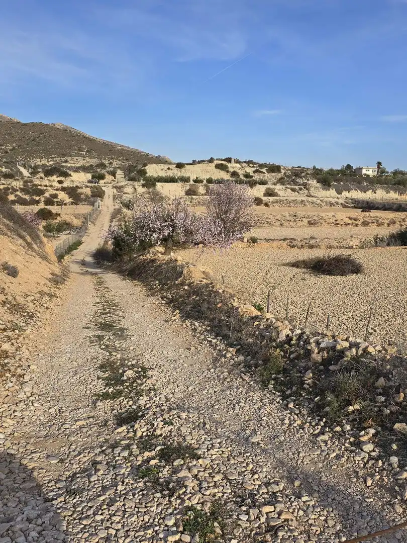 Rural land for sale in Novelda, imagen 9
