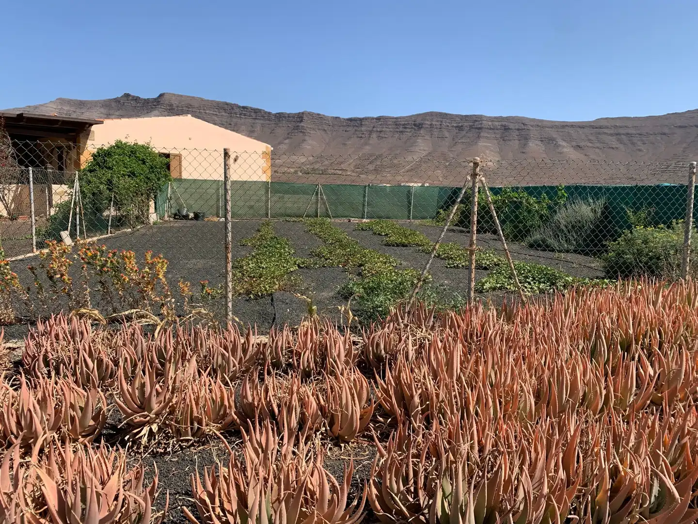 Jardín de Casa o chalet en venta en Puerto del Rosario con Jardín privado, Terraza y Trastero